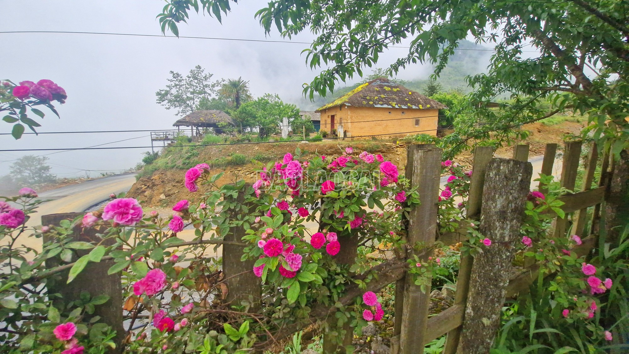 Những chùm hoa tầm xuân màu tím đỏ nở bên hàng rào của một homestay tại thôn Mò Phú Chải. baolaocai-c_4.jpg