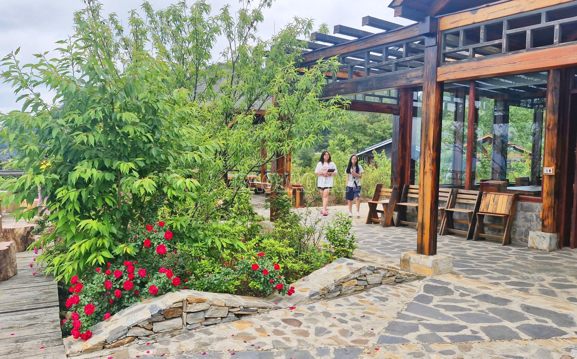 Bên những con đường lát đá, hàng rào đá, những đóa tầm xuân, hoa hồng đang độ khoe sắc rực rỡ, tô đẹp thêm cảnh sắc vùng cao Y Tý. baolaocai-c_12.jpg