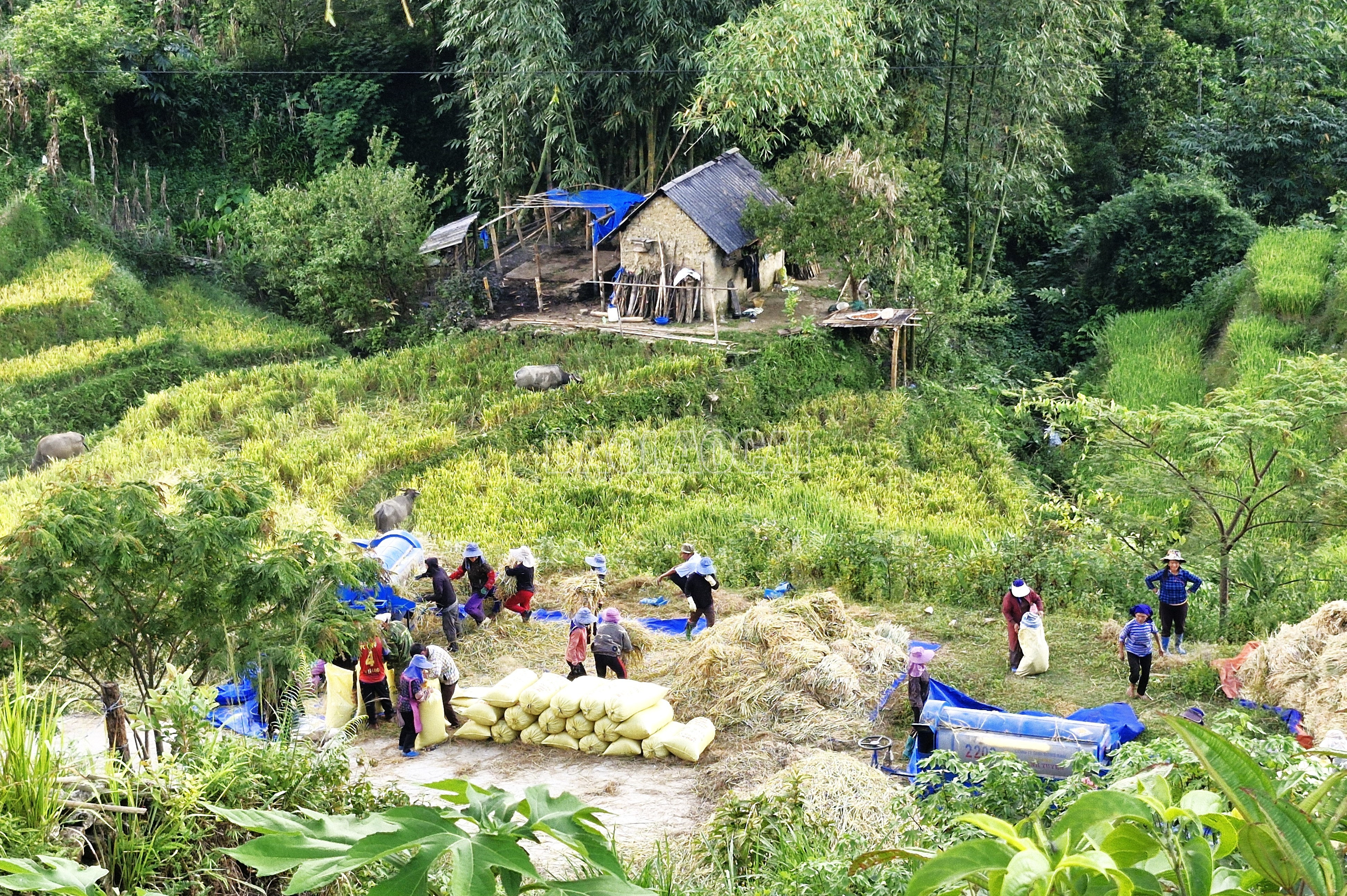 Đồng bào Hà Nhì thu hoạch lúa canh tác trên ruộng bậc thang. baolaocai-c_4.jpg