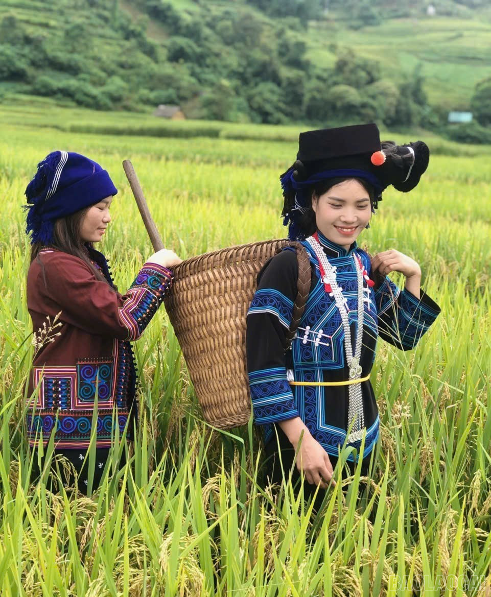 Theo quan niệm của người Hà Nhì, ngày đi lấy lúa mới và ngày gặt lúa đều phải chọn ngày đẹp để đem lại nhiều may mắn. baolaocai-br_6-4177.jpg