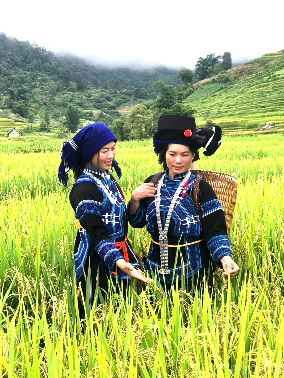 Chọn ngày đẹp, các gia đình người Hà Nhì ra ruộng cắt lúa về làm lễ cúng cơm mới. baolaocai-br_5.jpg