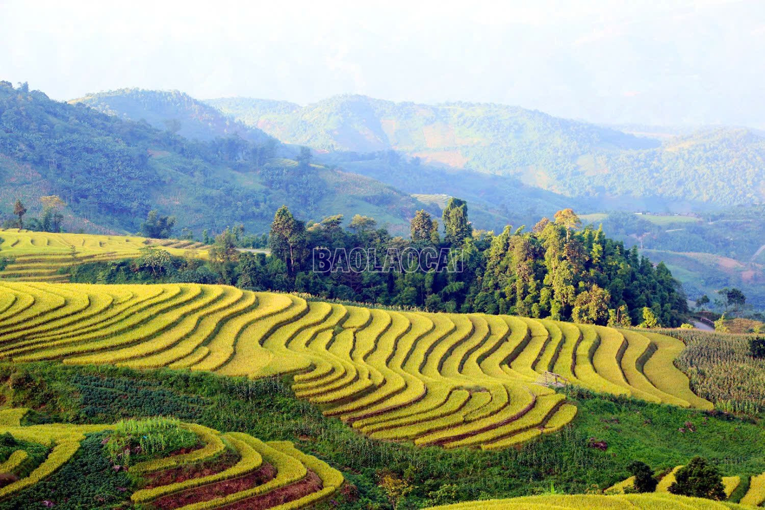baolaocai-c_z6996481516352-0340c2d5e87e437858d5f6ff64d3a020.jpg