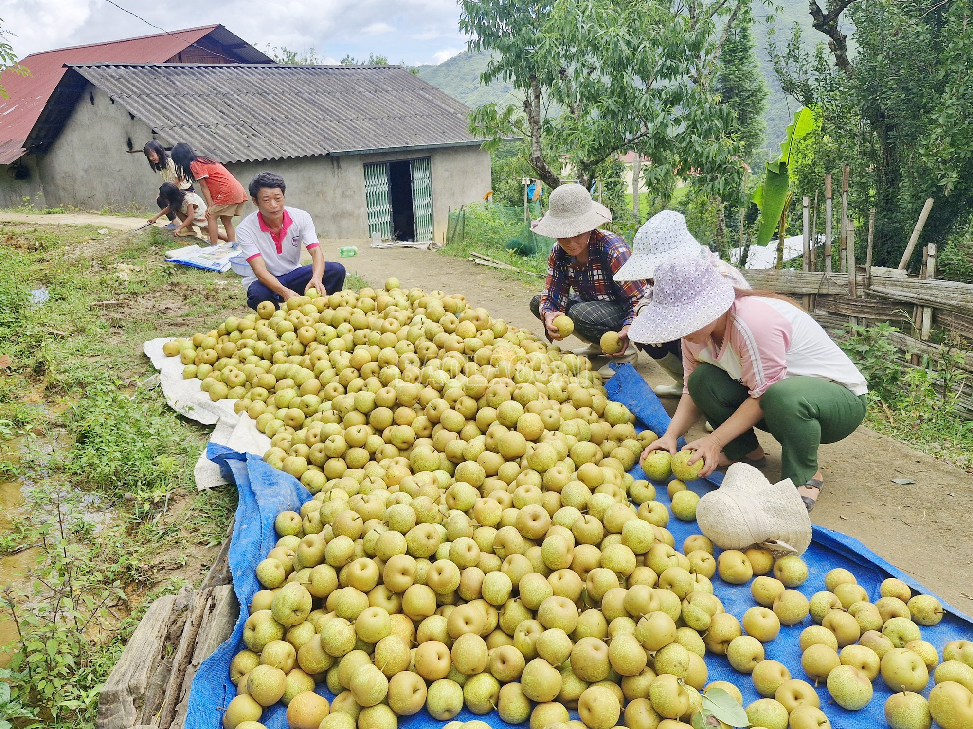 Les habitants de la commune de Muong Hum récoltent des poires pour les vendre aux commerçants. baolaocai-c_4.jpg