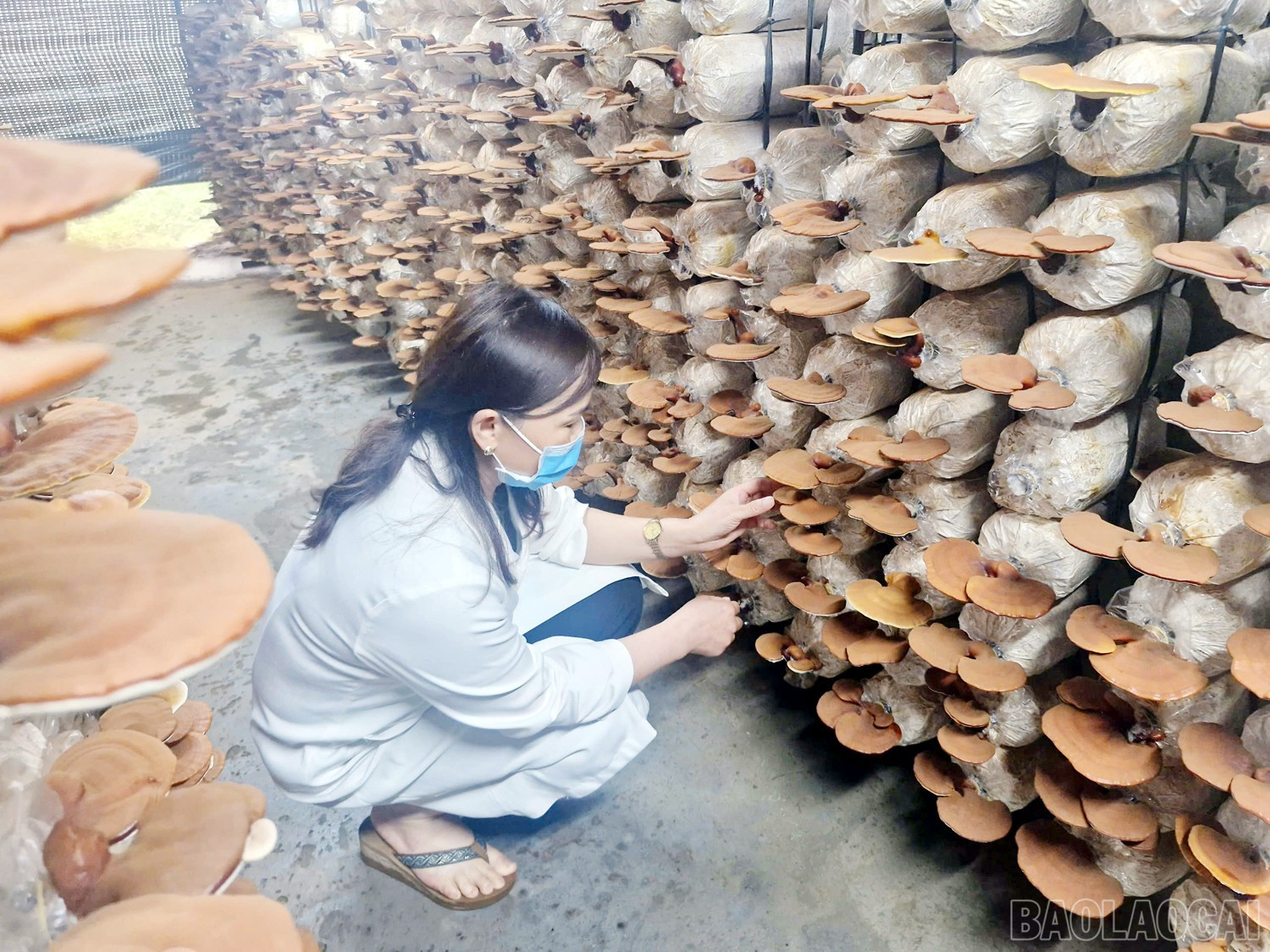 Từ đầu năm 2025, mô hình trồng nấm linh chi GA2 được Phòng Khoa học và Hợp tác quốc tế, Vườn quốc gia Hoàng Liên nghiên cứu và trồng thử nghiệm với số lượng 21.000 cây. baolaocai-br_1.jpg