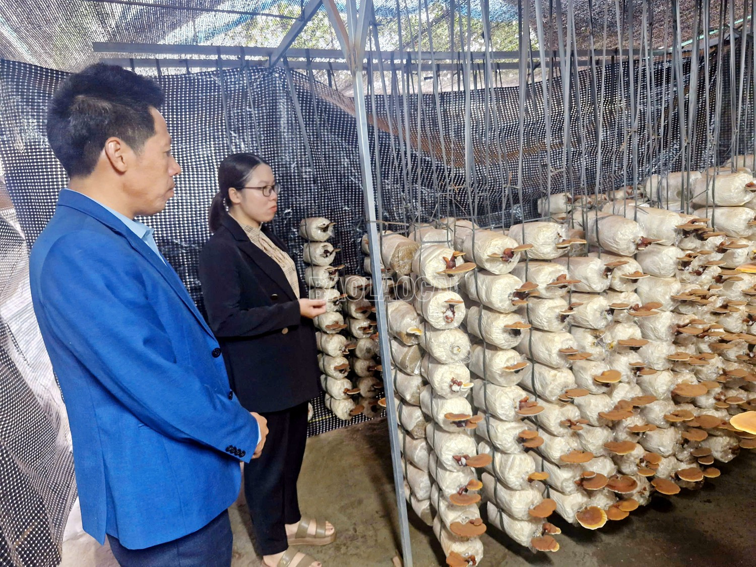 Qua phân tích bước đầu của các chuyên gia thì nấm linh chi GA2 được trồng tại Vườn quốc gia Hoàng Liên có ưu điểm vượt trội hơn nấm rừng vì được theo dõi thường xuyên, thu hái đúng thời điểm, giúp giữ được đầy đủ các dưỡng chất của cây nấm. baolaocai-c_6.jpg