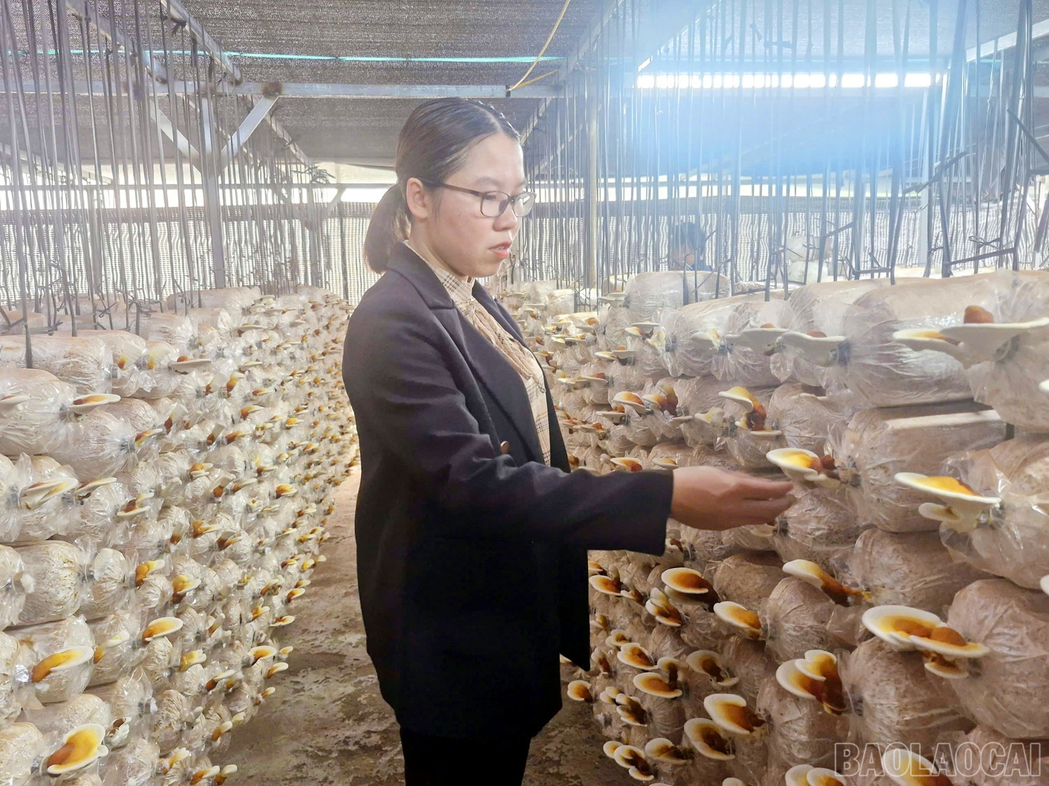 Cán bộ Phòng Khoa học và Hợp tác quốc tế, Vườn quốc gia Hoàng Liên thường xuyên kiểm tra sự phát triển của nấm linh chi. baolaocai-br_4.jpg