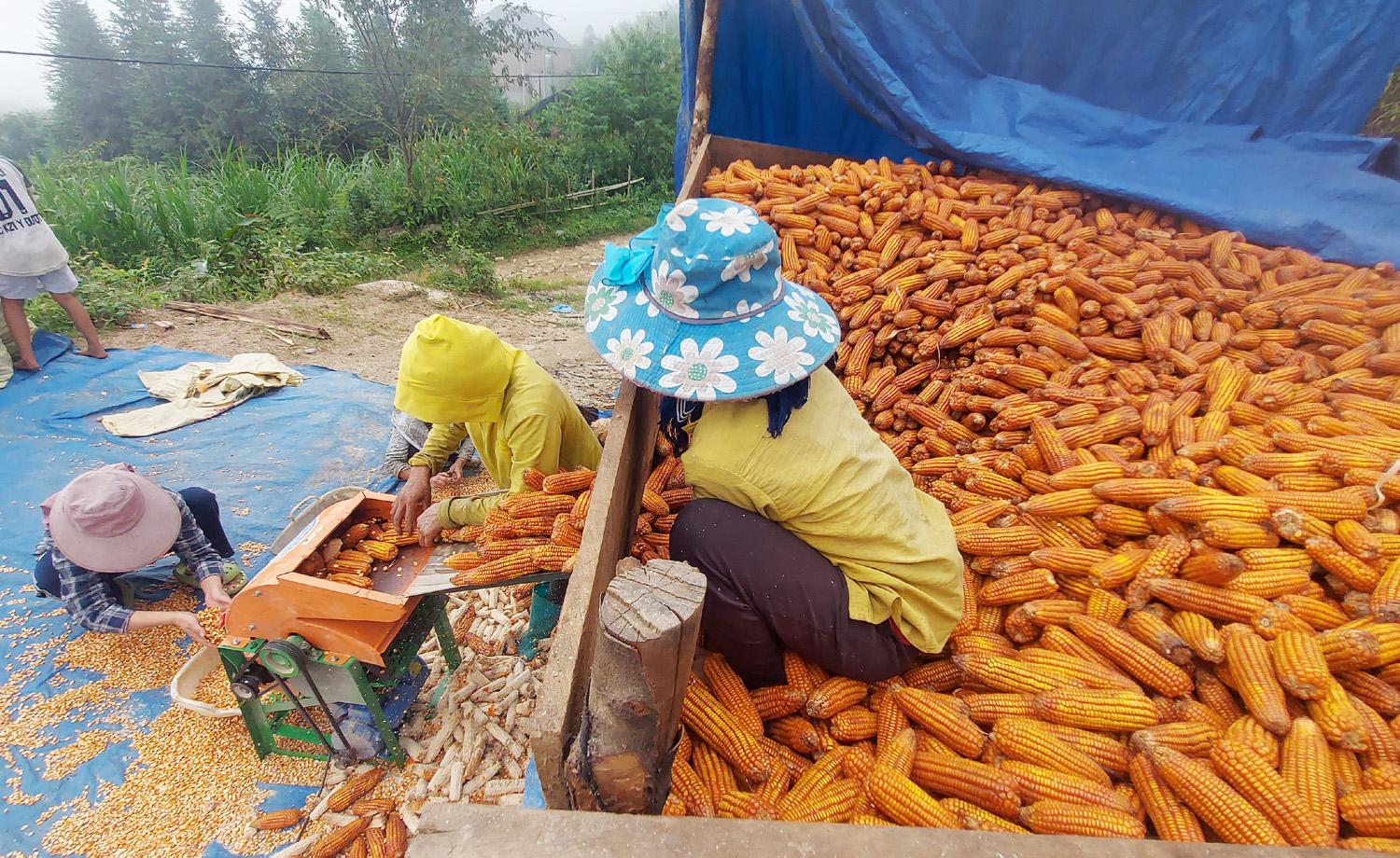 Để việc sử dụng được thuận tiện, sau khi sấy ngô xong, bà con dùng máy tách hạt khỏi bắp. Việc cơ giới hóa giúp tách hạt ngô nhanh hơn nhiều do với phương pháp thủ công. 10.jpg