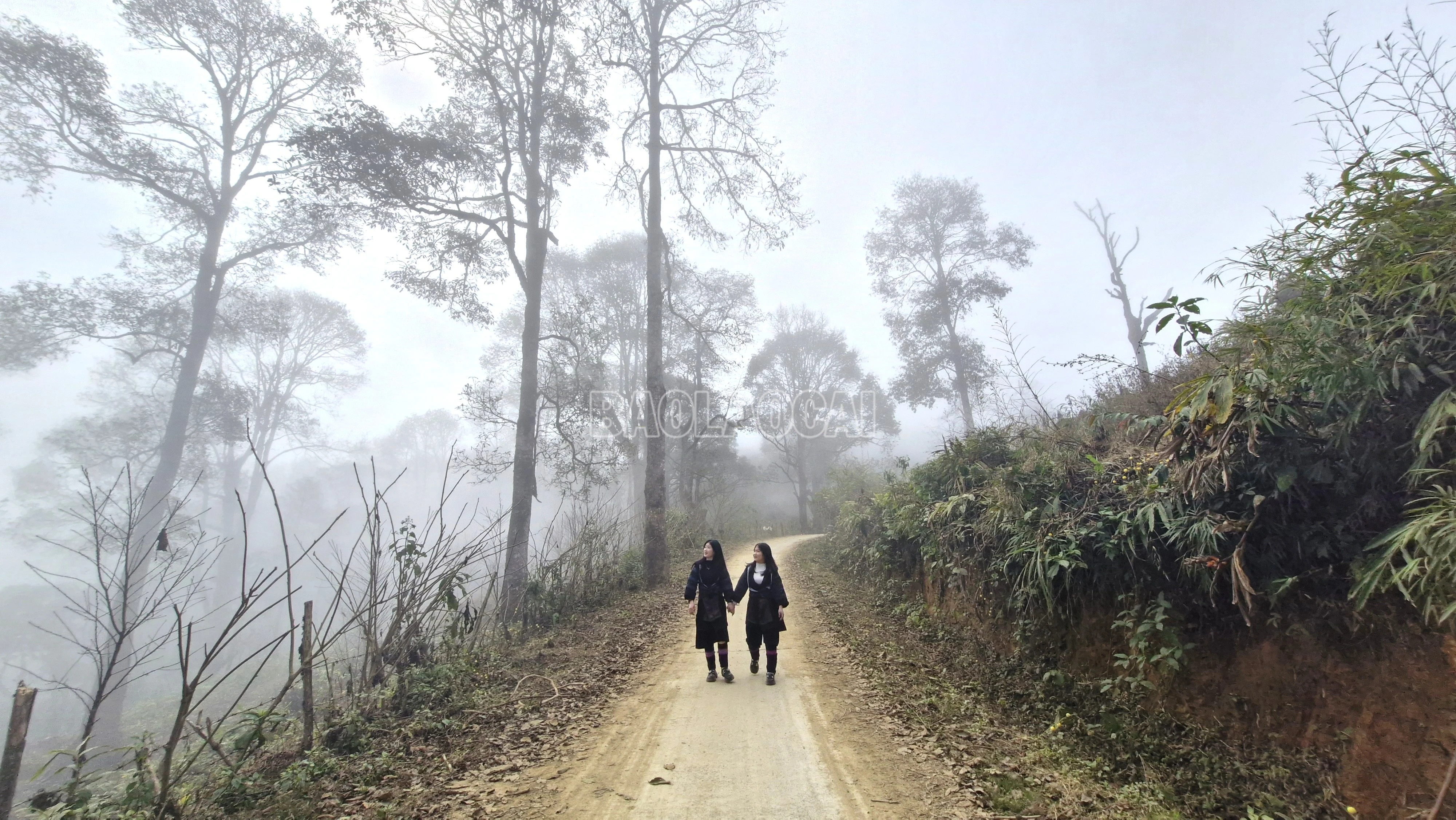 baolaocai-c_20260129-114555.jpg