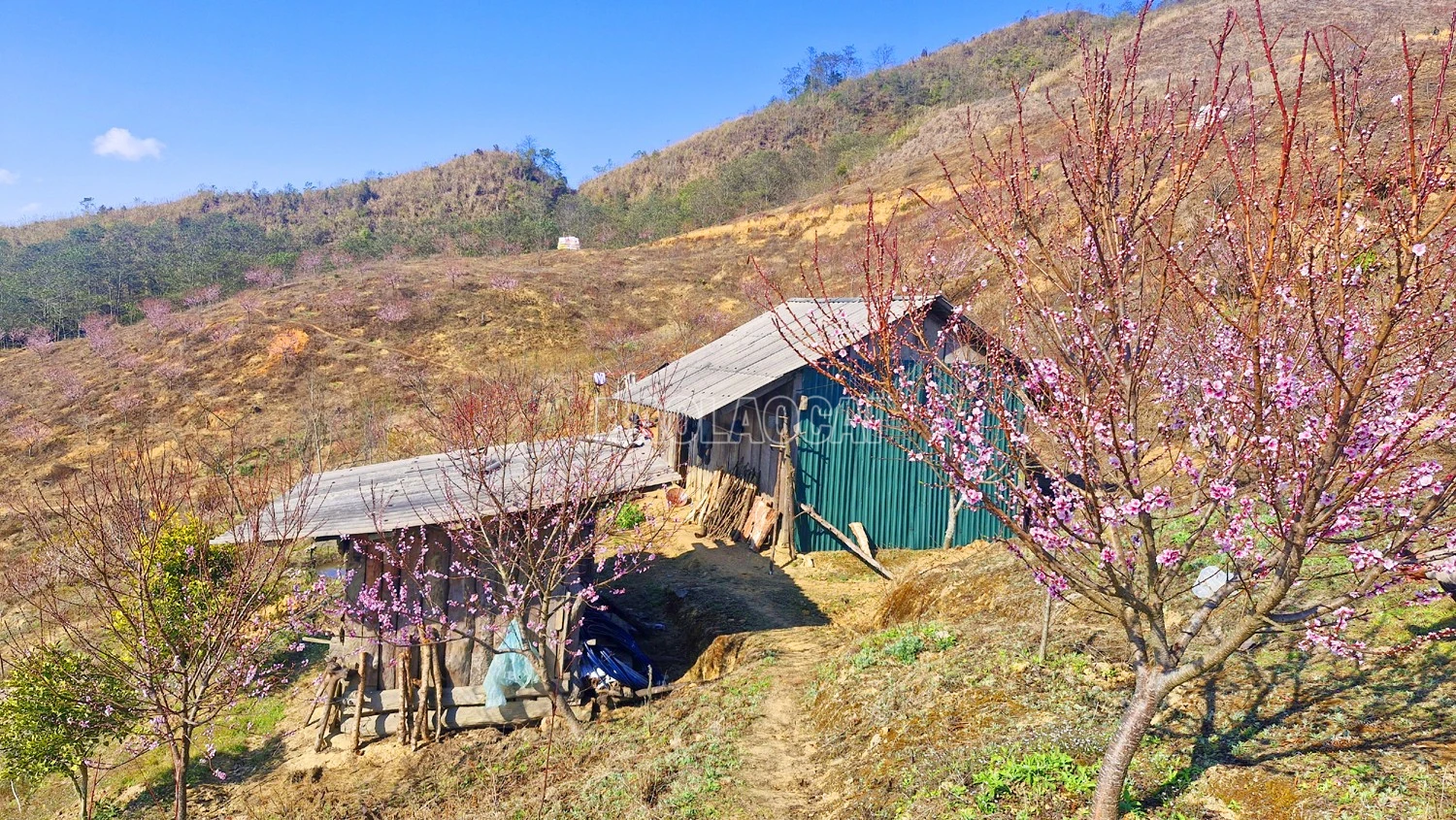 baolaocai-c_20260129-145220.jpg
