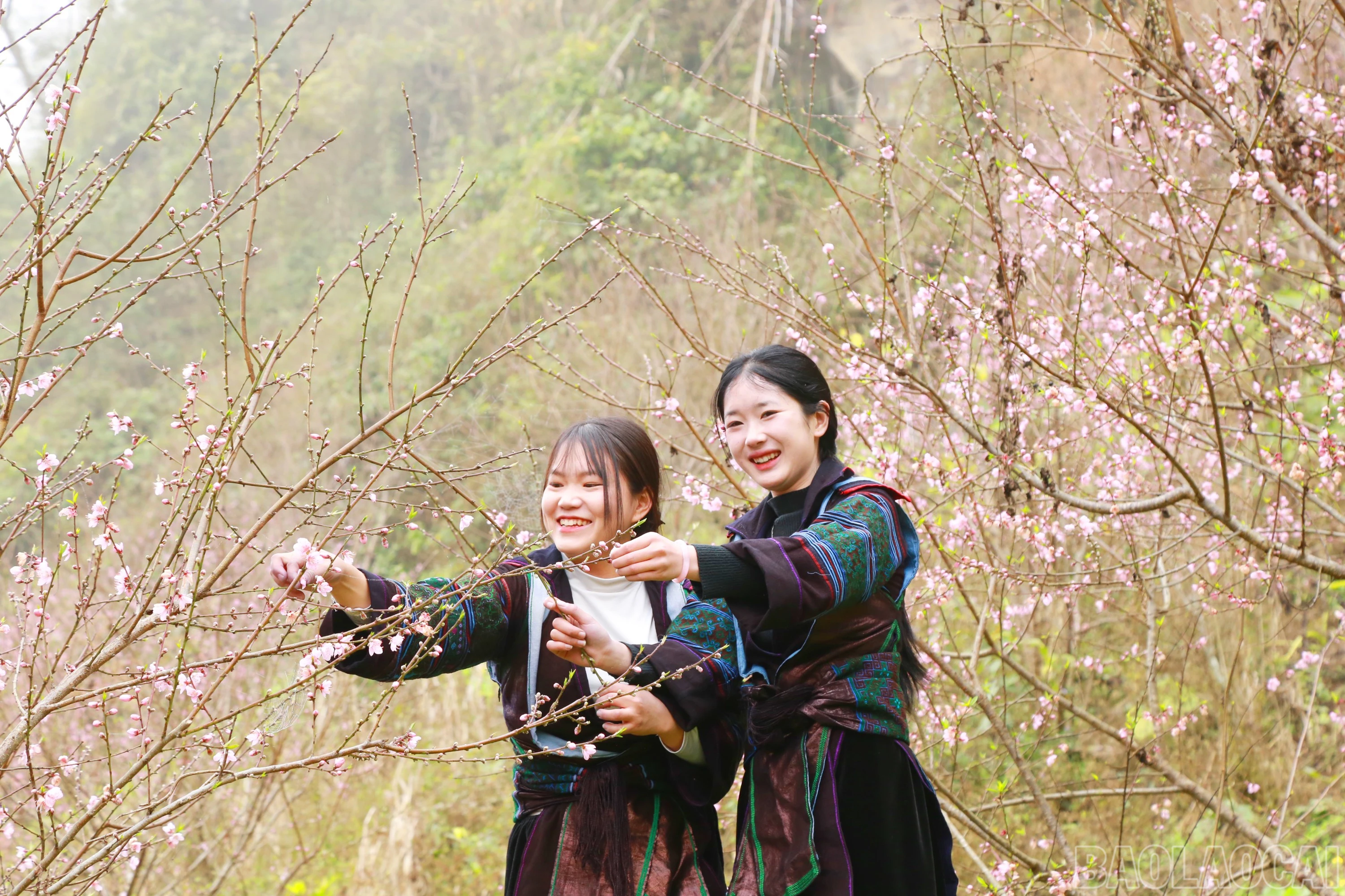 baolaocai-br_9-4459.jpg