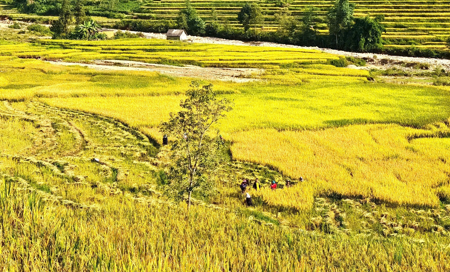 Lúa gặt xong được phơi ngả ngay trên chân rạ để từng bông lúa khô nhanh và nhẹ hơn, thuận tiện cho việc vận chuyển và tuốt lúa. 15.jpg