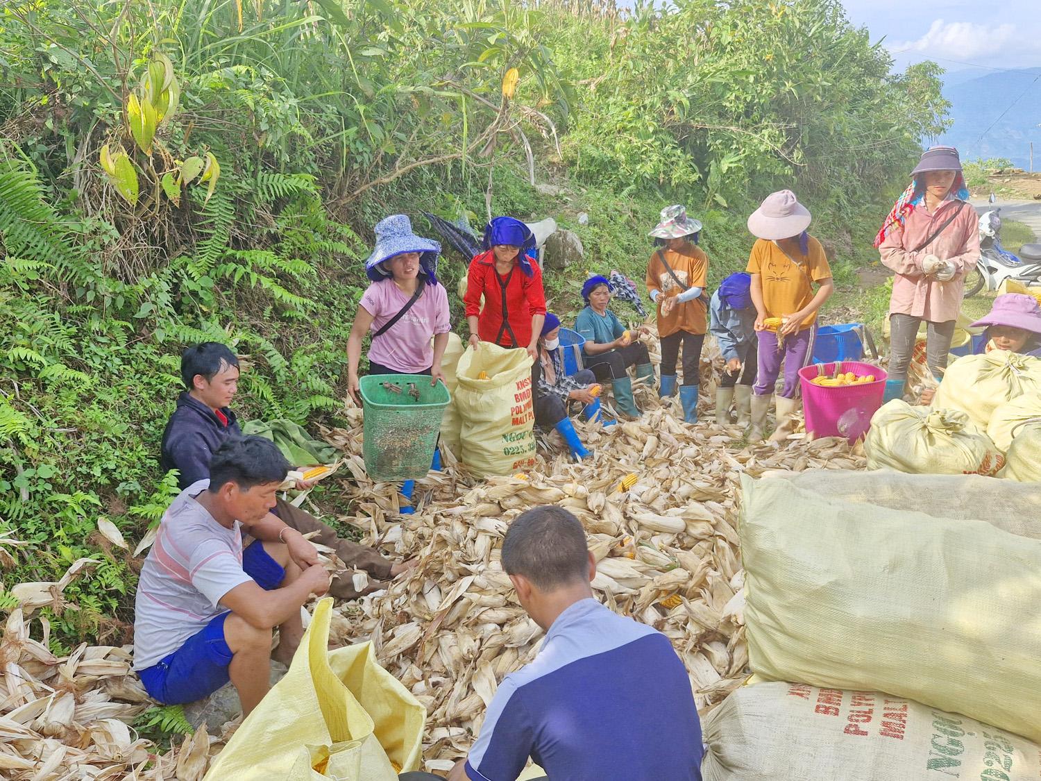 Ngô sau khi bẻ sẽ được tập kết tại vị trí thuận lợi để bóc vỏ. Các gia đình giúp nhau theo hình thức đổi công để việc thu hoạch ngô nhanh hơn. 3.jpg