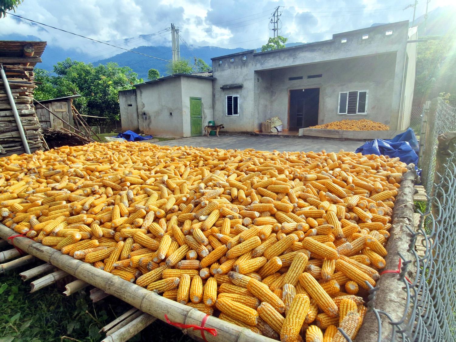 Tranh thủ ngày nắng, các gia đình phơi ngô tại sàn ngoài trời. Ngô thu hoạch về nếu không được phơi khô sẽ nhanh bị mốc hỏng. 7.jpg