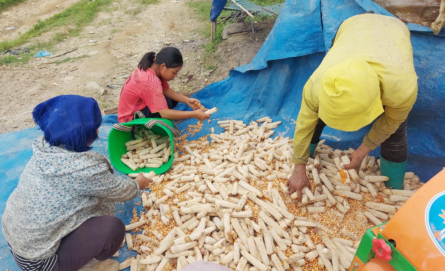 Lõi ngô sau khi tách hạt cũng được thu gom lại cất đi để mùa đông dùng đốt lửa nấu nướng hoặc sưởi ấm cho gia súc. 14.jpg