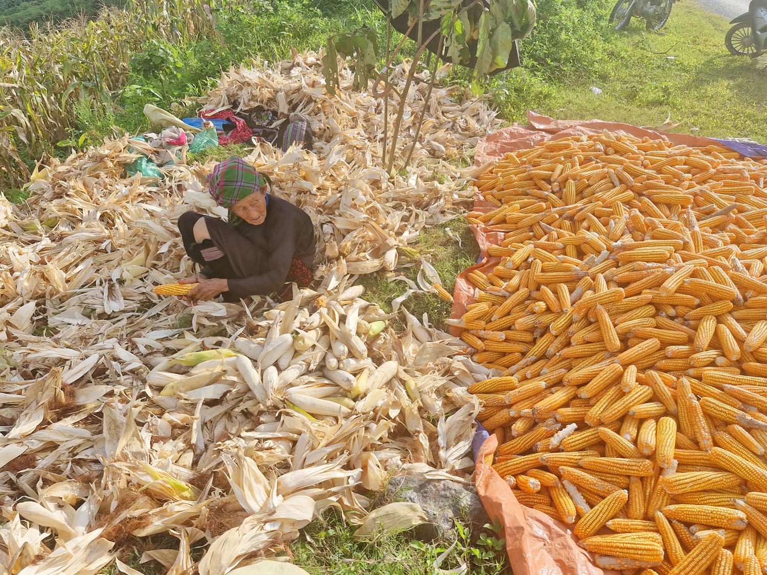 Một cụ già người Mông ở vùng cao huyện Bát Xát giúp con cháu bóc vỏ ngô bên nương. 5.jpg