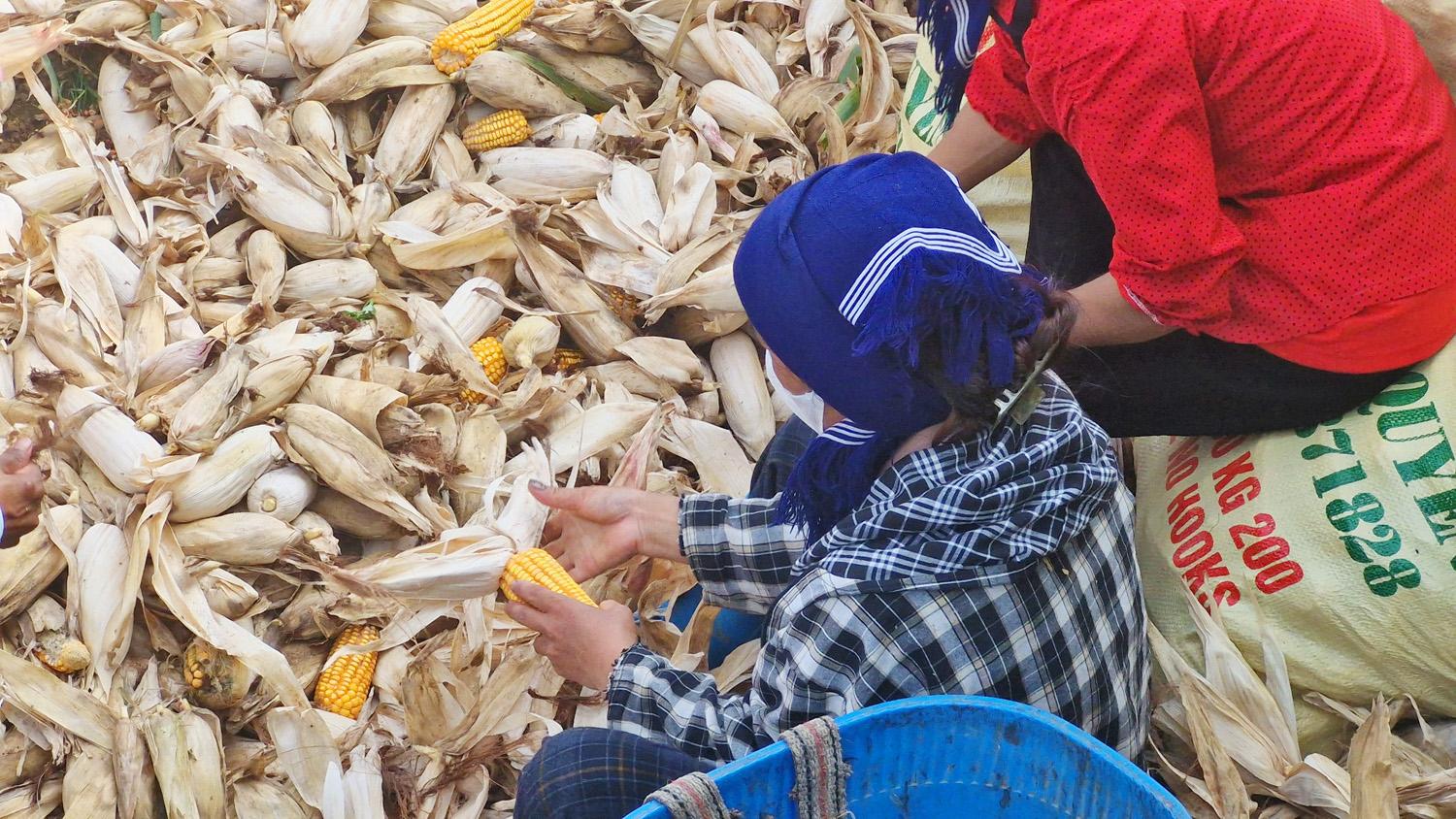 Việc bóc bỏ ngô vẫn được thực hiện bằng tay và do phụ nữ làm là chính. Công việc này không vất vả nhưng mất nhiều thời gian. 4.jpg