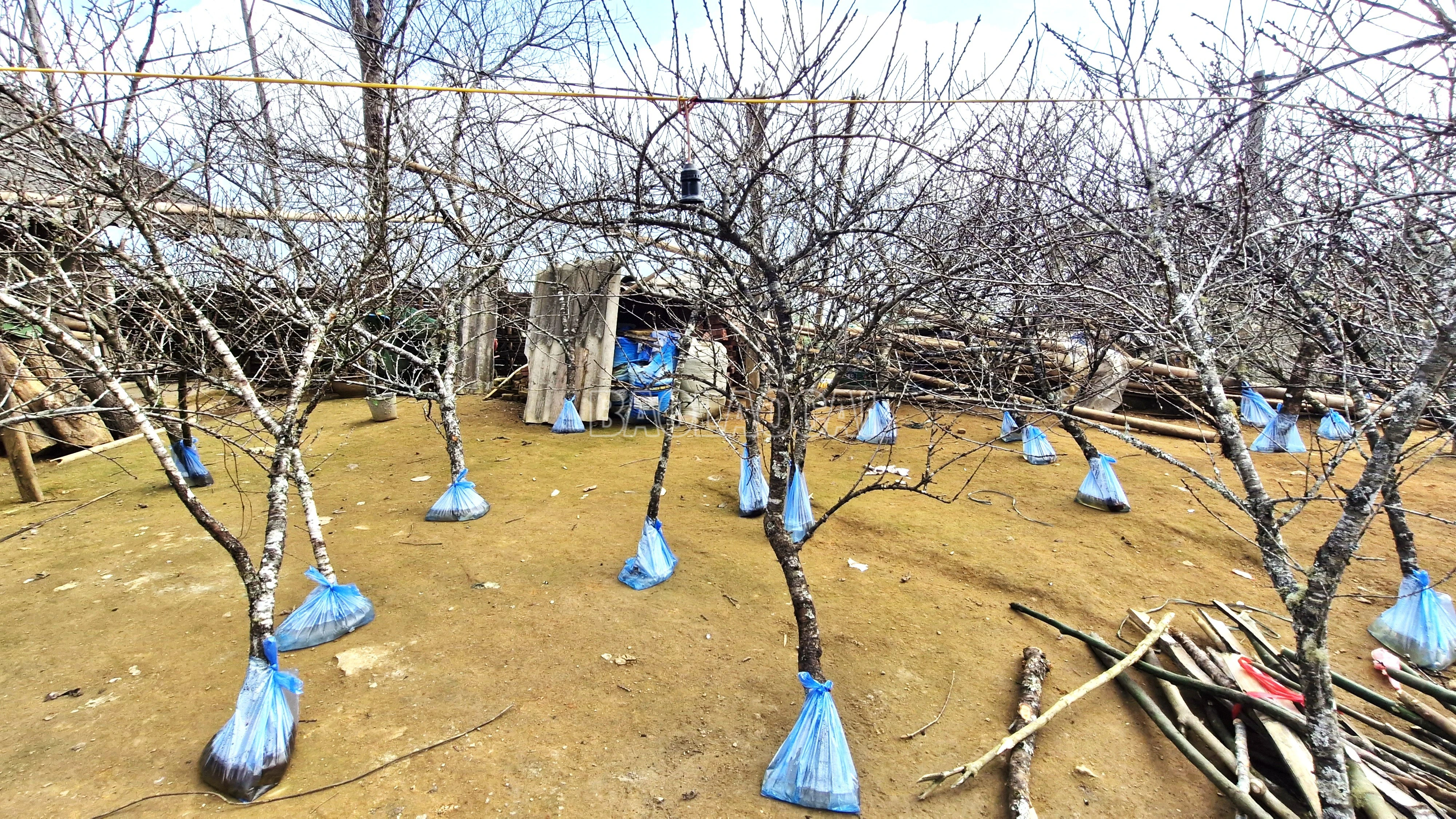baolaocai-c_x12.jpg