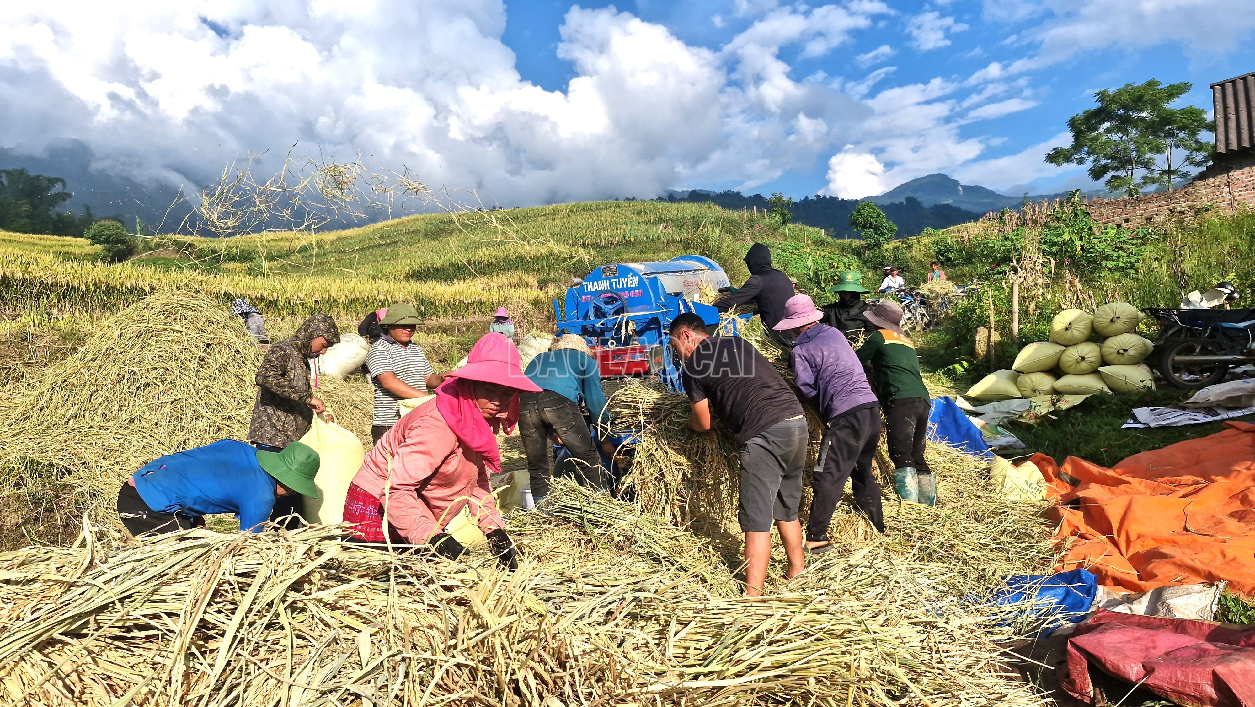 Không khí mùa gặt rộn ràng trên ruộng bậc thang vùng cao xã Mường Hum, Trịnh Tường, Y Tý. baolaocai-c_9-8334.jpg