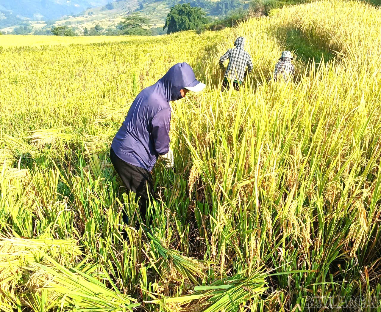 Với kinh nghiệm “xanh nhà hơn già đồng”, tranh thủ ngày nắng, đồng bào các dân tộc Mông, Dao, Hà Nhì khẩn trương thu hoạch lúa trên ruộng bậc thang Thề Pả. baolaocai-br_4-5444.jpg