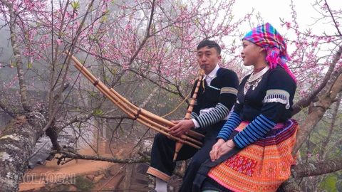 [Ảnh] Xuân về trên rẻo cao Tà Xi Láng