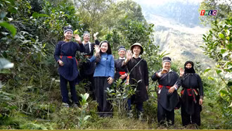 Mùa chăm chè ở Sảng Mào Phố