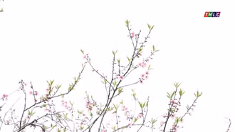 Hoa đào đón Xuân