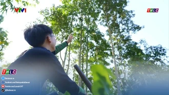 Ước mơ triệu cây xanh