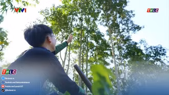 Ước mơ triệu cây xanh