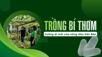 Trồng bí thơm - hướng đi mới của nông dân Văn Bàn