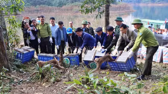Vườn Quốc gia Hoàng Liên phối hợp với Vườn Quốc gia Vũ Quang tái thả 18 cá thể động vật hoang dã về tự nhiên