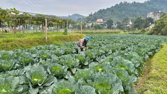 Nông dân Làng Quang nỗ lực vượt khó sau mưa lũ