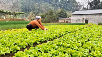 Nông dân Bảo Hà nỗ lực cho vụ mùa bội thu