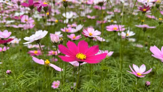 Check-in tại cánh đồng hoa làm thiện nguyện ở Bảo Hà 