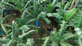 Xuân Hòa: Thay đổi tư duy sản xuất vùng đồng bào dân tộc thiểu số