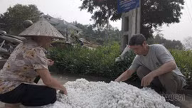 Xã Phúc Khánh thu lứa kén tằm đầu tiên trong năm 2026