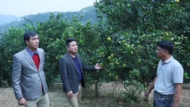 Phúc Khánh: Đẩy mạnh phát triển nông nghiệp hàng hóa, tạo đột phá xây dựng nông thôn mới