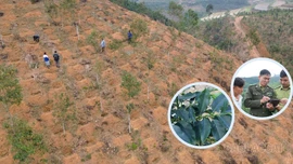 Cẩn trọng mở rộng diện tích cây cà phê ở Lào Cai