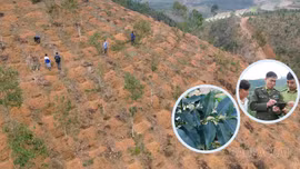 Cẩn trọng mở rộng diện tích cây cà phê ở Lào Cai