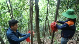 [Ảnh] Ngược dốc đếm cây giải phóng mặt bằng dự án đường sắt Lào Cai - Hà Nội - Hải Phòng
