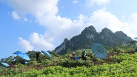 Mùa thu hoạch lạc dưới chân núi Tam Đỉnh