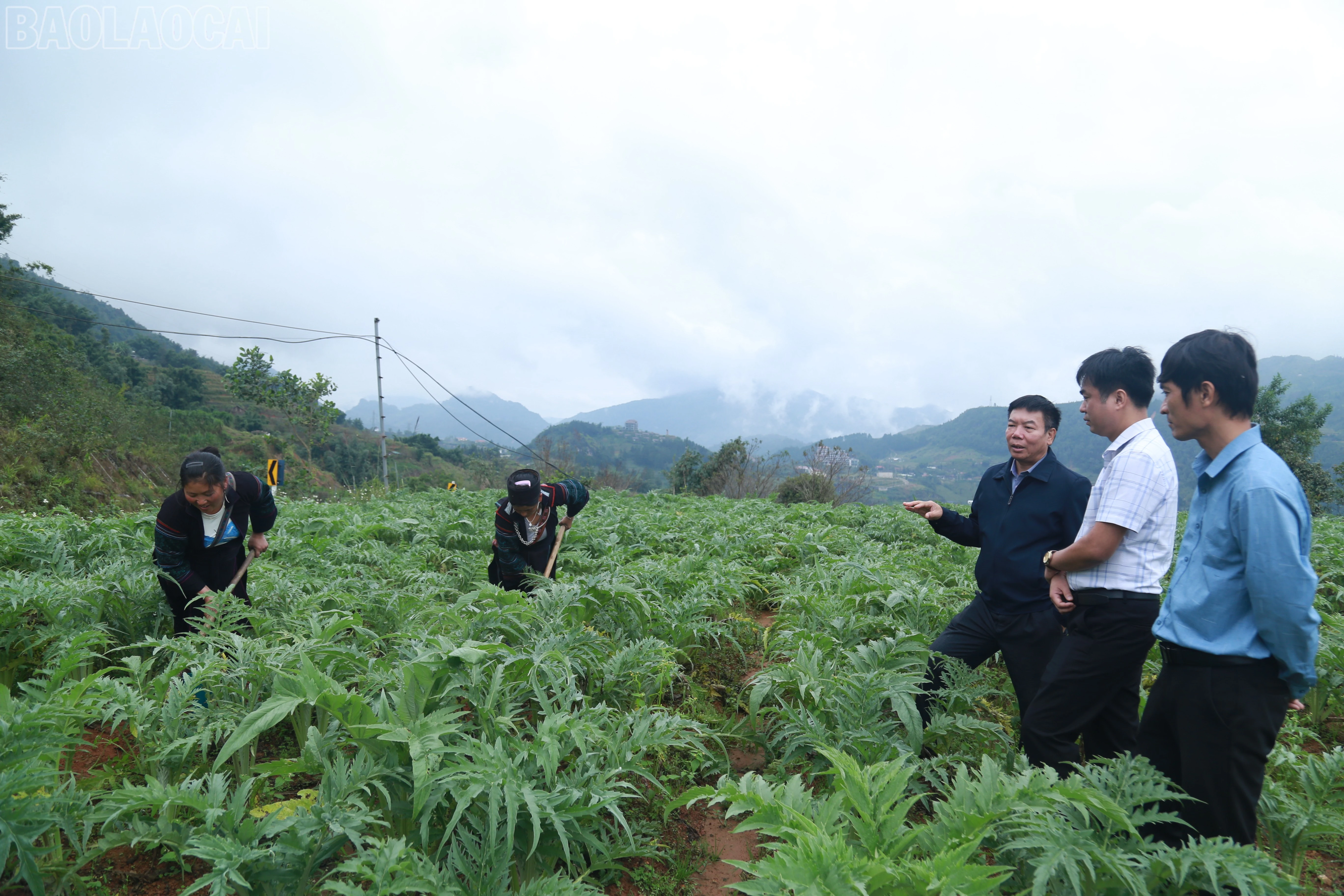 baolaocai-tl_img-0583.jpg