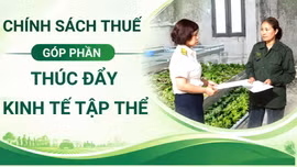 Chính sách thuế góp phần thúc đẩy kinh tế tập thể 