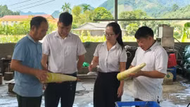 Khơi thông dòng vốn, tiếp sức kinh tế tư nhân Lào Cai