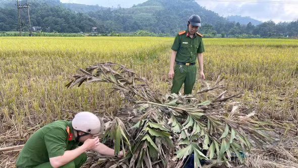 Hợp Thành tháo dỡ nhiều điểm bẫy chim hoang dã, giải cứu hơn 10 cá thể