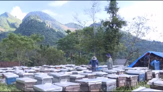 Nghề nuôi ong mở ra sinh kế bền vững cho người dân