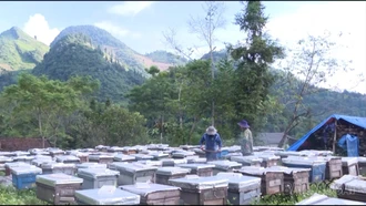 Nghề nuôi ong mở ra sinh kế bền vững cho người dân