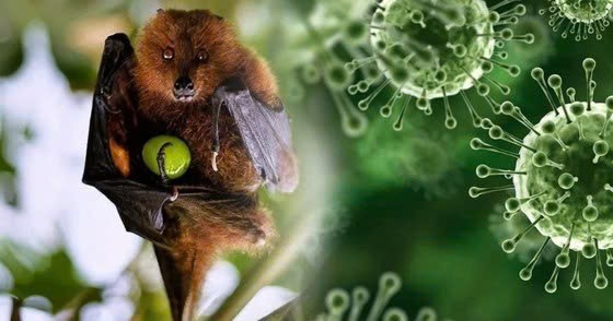 Nguồn lây virus Nipah chủ yếu từ dơi ăn quả.