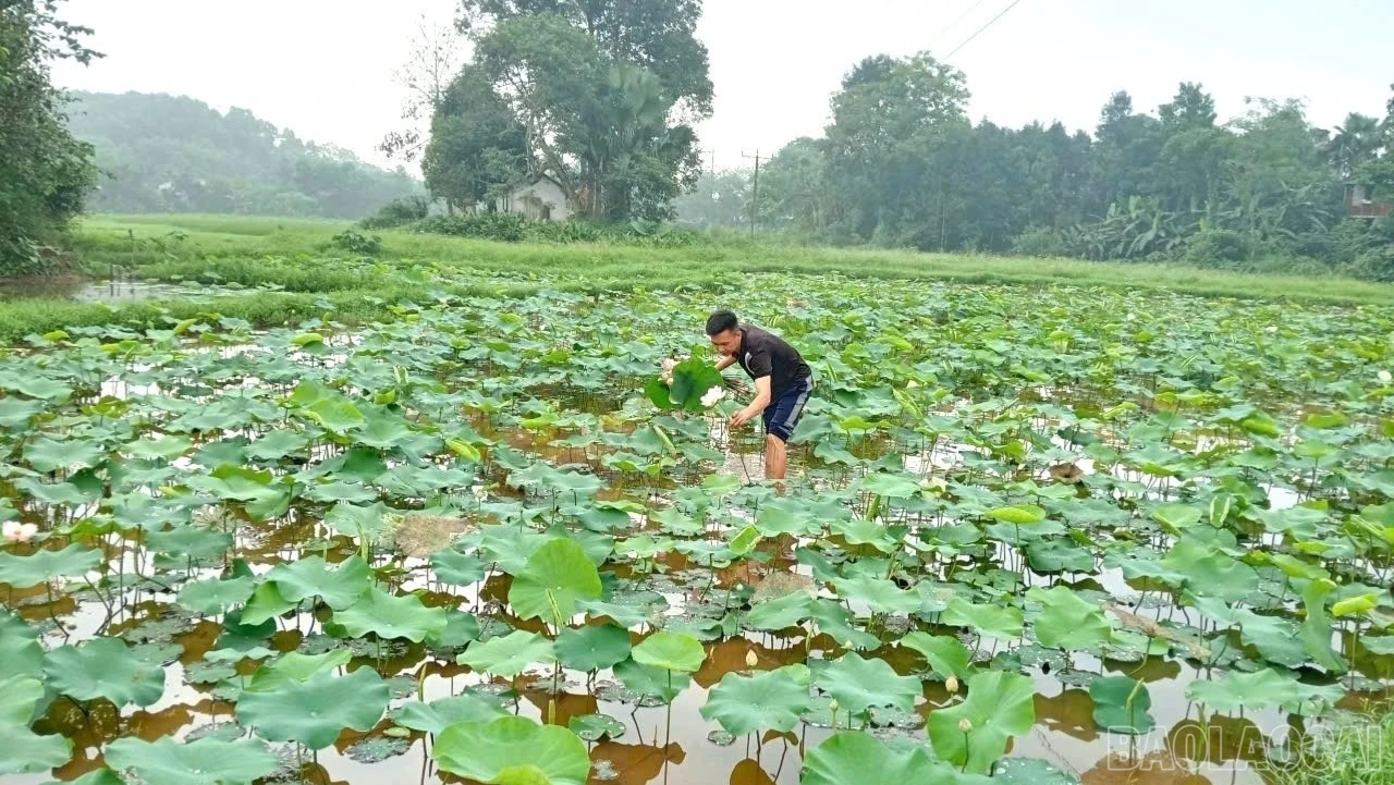 Mô hình trồng sen Quan Âm kết hợp du lịch trải nghiệm của anh Huân.