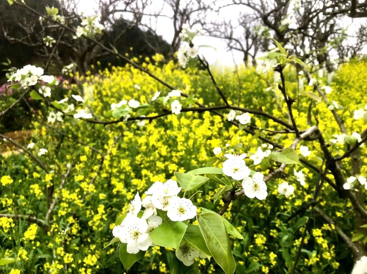 Sắc hoa lê trắng muốt xen lẫn trong những luống cải vàng rực.