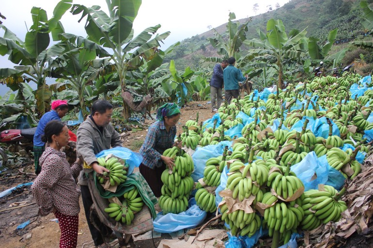 Chuối là mặt hàng nông sản có giá trị xuất khẩu cao ở Mường Khương.